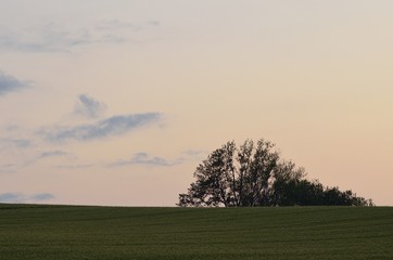 Naklejka premium 夕日に染まるビート畑