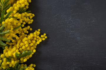 mimosa on black chalkboard