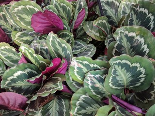 Close up of Calathea roseopicta (rose painted calathea)