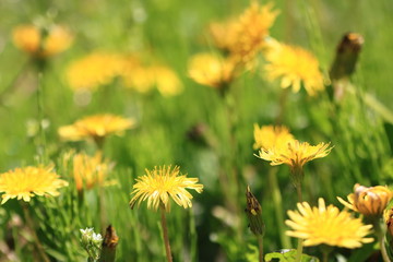 Spring Flowers