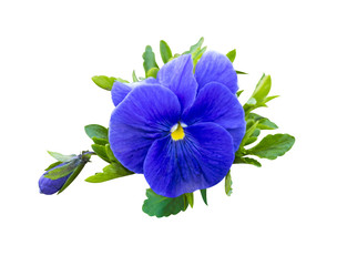 violet flower. Pansies on White background. flower Pansy