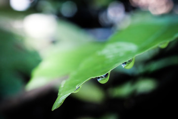 leaves close up isolated on background.
