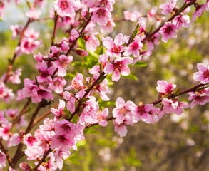 Fototapeta na wymiar Flowering spring garden