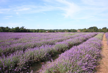 Fototapeta premium Lavender field in UK