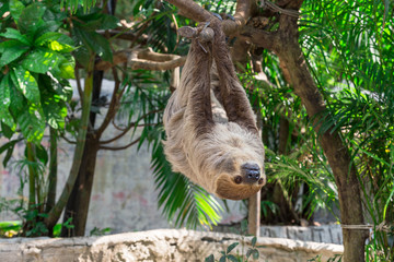 Sloth hang on the tree. © Pawinee
