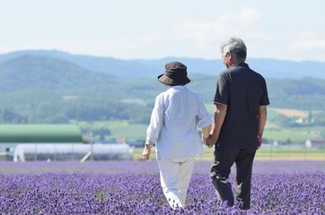 ラベンダー畑の仲を歩くシニアのカップル