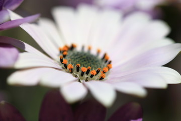 Spring Flowers