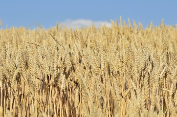 Fototapeta premium 麦畑