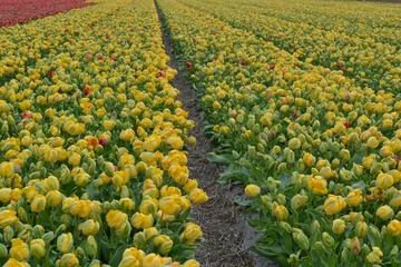 Poster de jardin Tulipe yellow tulip field