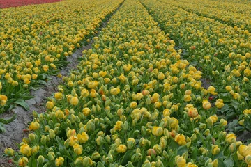Wallpaper murals Tulip yellow tulip field