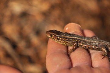 sand lizard (Lacerta agilis)
