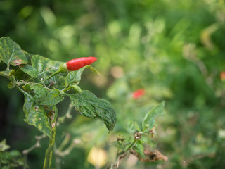 Chilli pepper and green leaves