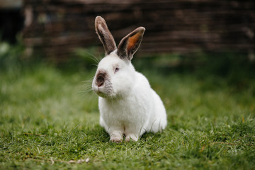 Young white rabbit in green grass in spring.