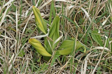 Bocks-Riemenzunge (Himantoglossum hircinum) im April