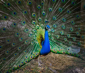 Obraz premium Portrait of a beautiful peacock. Nature, photo of wild animals. Peacock with a beautiful blossomed tail