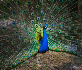Portrait of a beautiful peacock. Nature, photo of wild animals. Peacock with a beautiful blossomed tail