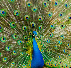 Obraz premium Portrait of a beautiful peacock. Nature, photo of wild animals. Peacock with a beautiful blossomed tail