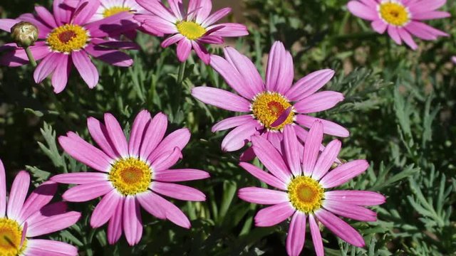 Pink daisy , Brachyscome iberidifolia