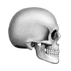 Stippled human skull with a lower jaw. Profile view. Vector textured illustration.