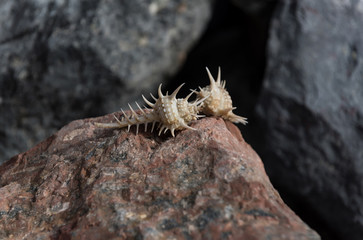 Beautiful marine shells crawling on terracotta stone surface