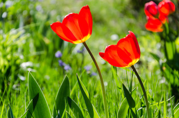 Red tulips are not green grass background