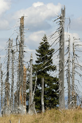 Fototapeta na wymiar Effect of environmental pollution - a dead tree. Giant Mountains (Krkonose National Park), Czech Republic