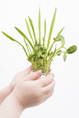 Green young wheat in children's hands, on white background