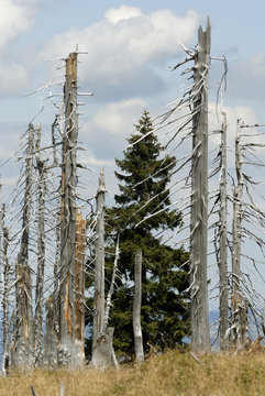 Effect of environmental pollution - a dead tree. Giant Mountains (Krkonose National Park), Czech Republic