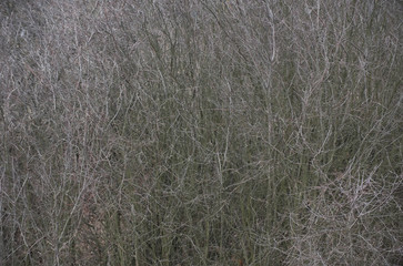 Thick bare tree or bush branches