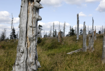 Fototapeta premium Effect of environmental pollution - a dead tree. Giant Mountains (Krkonose National Park), Czech Republic