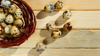 Picture of basket with quail eggs and spikelets. Easter holiday concept.