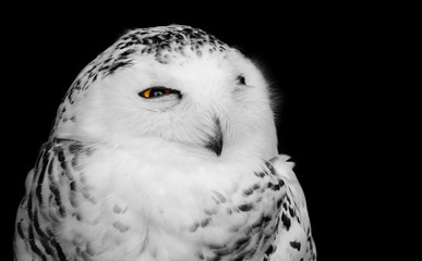 Fototapeta premium Black and white bird of prey portrait of a snowy owl with one yellow eye open, isolated against a dark background