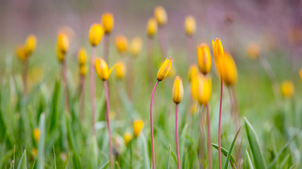 yellow tulip flower meadow