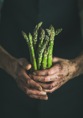 Bunch of fresh seasonal green asparagus in dirty man' s hands, selective focus. Gardening and local...