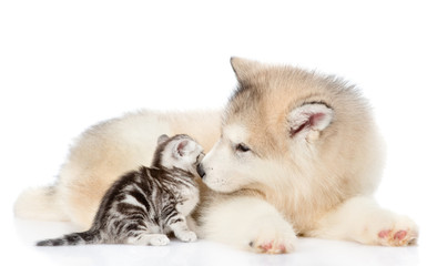 Alaskan malamute puppy licks a kitten. isolated on white background