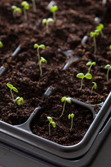 seedling plants growing in germination plastic tray