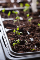 seedling plants growing in germination plastic tray