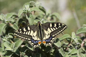 Obraz na płótnie Canvas European Swallowtail (Papilio gorganus) basking.