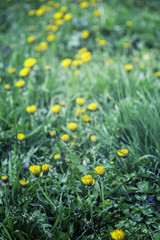 Yellow flowers in the field