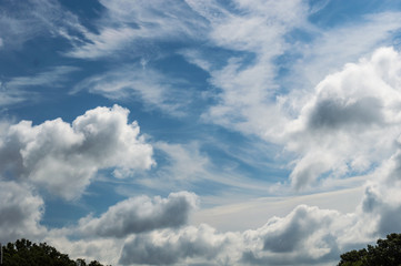 Pretty and peaceful white clouds fill the blue sky just above the tree line on a bright clear day