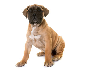 puppy bull mastiff