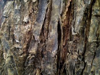 bark tree for texture and wall paper