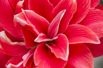 Fototapeta na wymiar Red Crowned flower