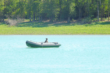 Dog in the boat on the lake