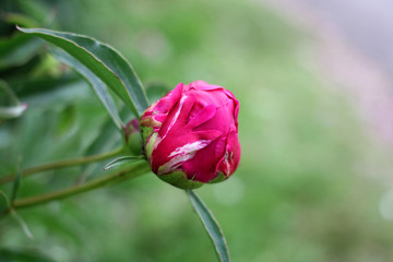 Fototapeta premium Bright, pink peonies