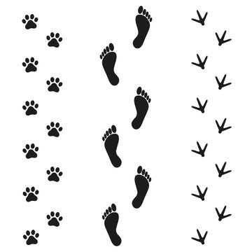 Human dog and bird tracks on white background