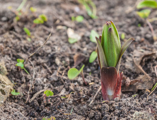 Sprout lily on spring