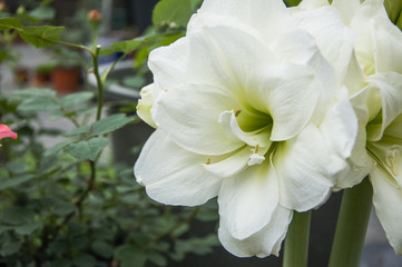 Obraz na płótnie Canvas White Crowned flower