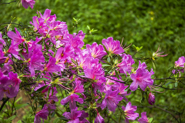 Fototapeta premium Beautiful blooming aszlea flowers in garden
