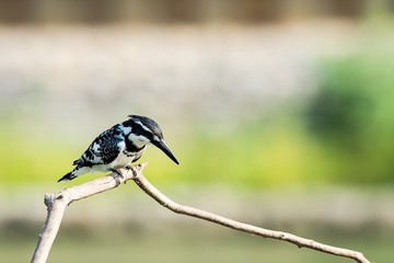 Pied Kingfisher